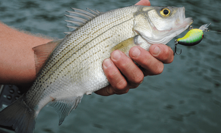 How to Catch White Bass in Rivers
