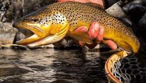 fly fishing for brown trout