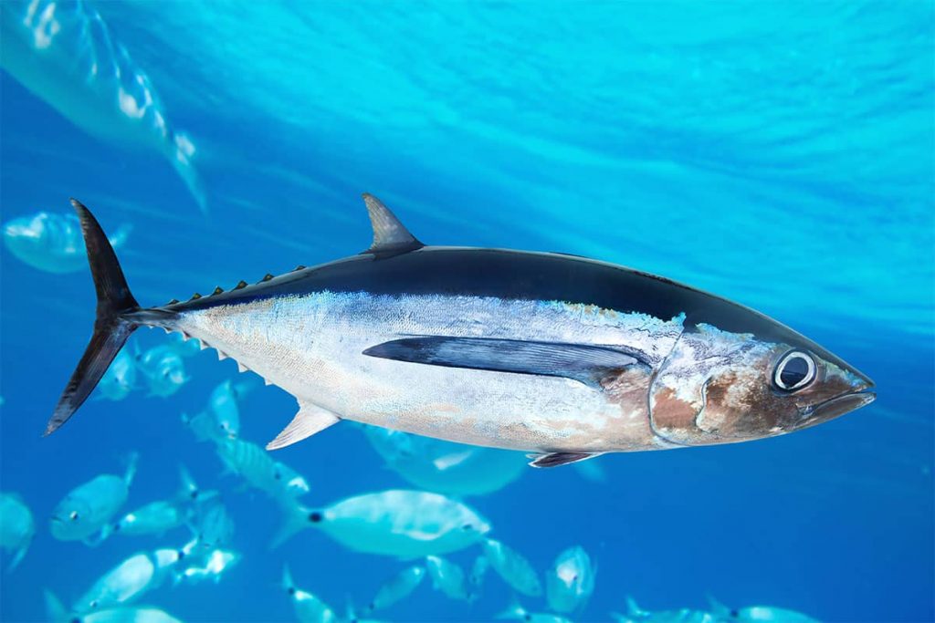 What Happens When You Charter a Tuna Fishing Boat and Catch it