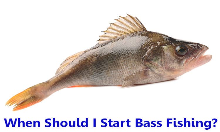 When Should I Start Bass Fishing?