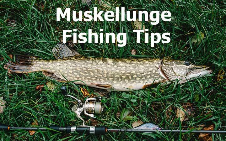 Muskellunge Fishing Tips