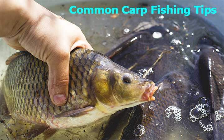 Common carp fishing tips