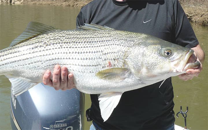 How To Catch Hybrid Striped Bass