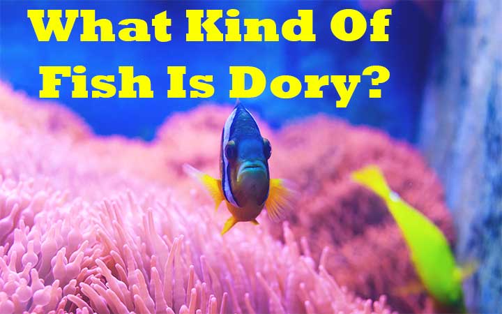 What Kind Of Fish Is Dory?
