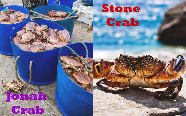 Jonah Crab vs Stone Crab