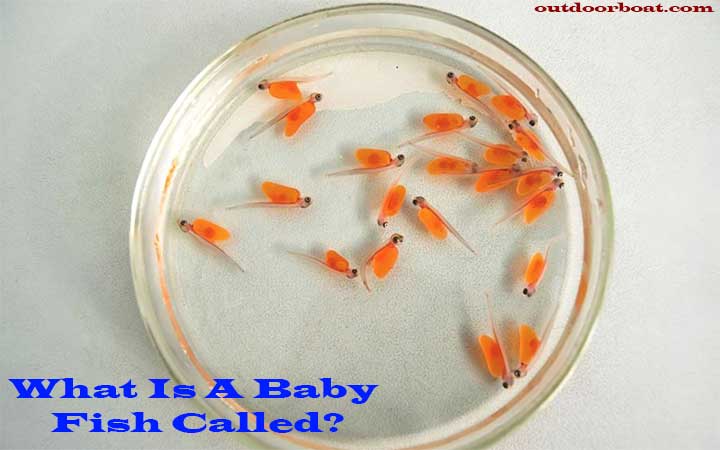 What Is A Baby Fish Called?