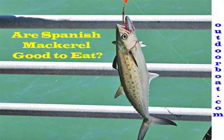 Are Spanish Mackerel Good to Eat? - OutdoorBoat