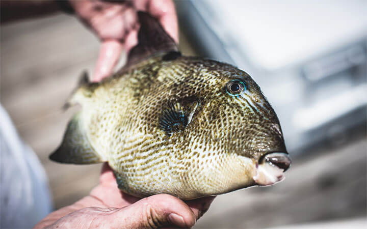 Are Triggerfish Good To Eat
