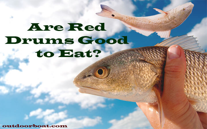 Are Red Drums Good to Eat?