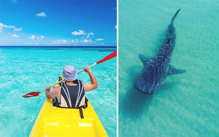 Do Kayaks Attract Sharks?